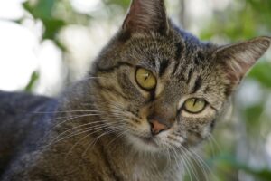 mnoとmvnoの違いを徹底比較したい方におすすめの情報は？