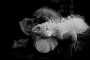 mnoとは何か、初心者にもわかりやすく解説しますか？