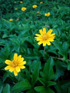 MVNOとMNOの違いを理解するための一覧は？